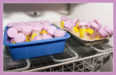 Photo of expressed milk in small containers in a fridge.